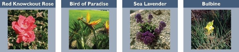 red knockout rose, bird of paradise, sea lavender, bulbine