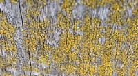  Lichen sample on wooden fence