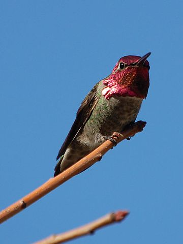 annas hummingbird
