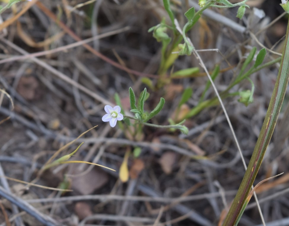 convolvulus