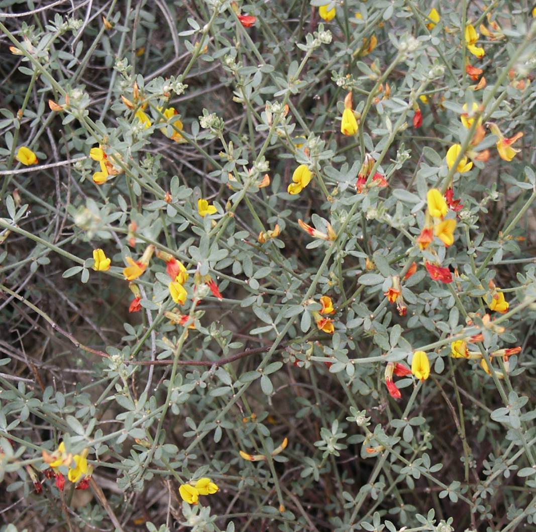 acmispon-glaber-15feb2004-1