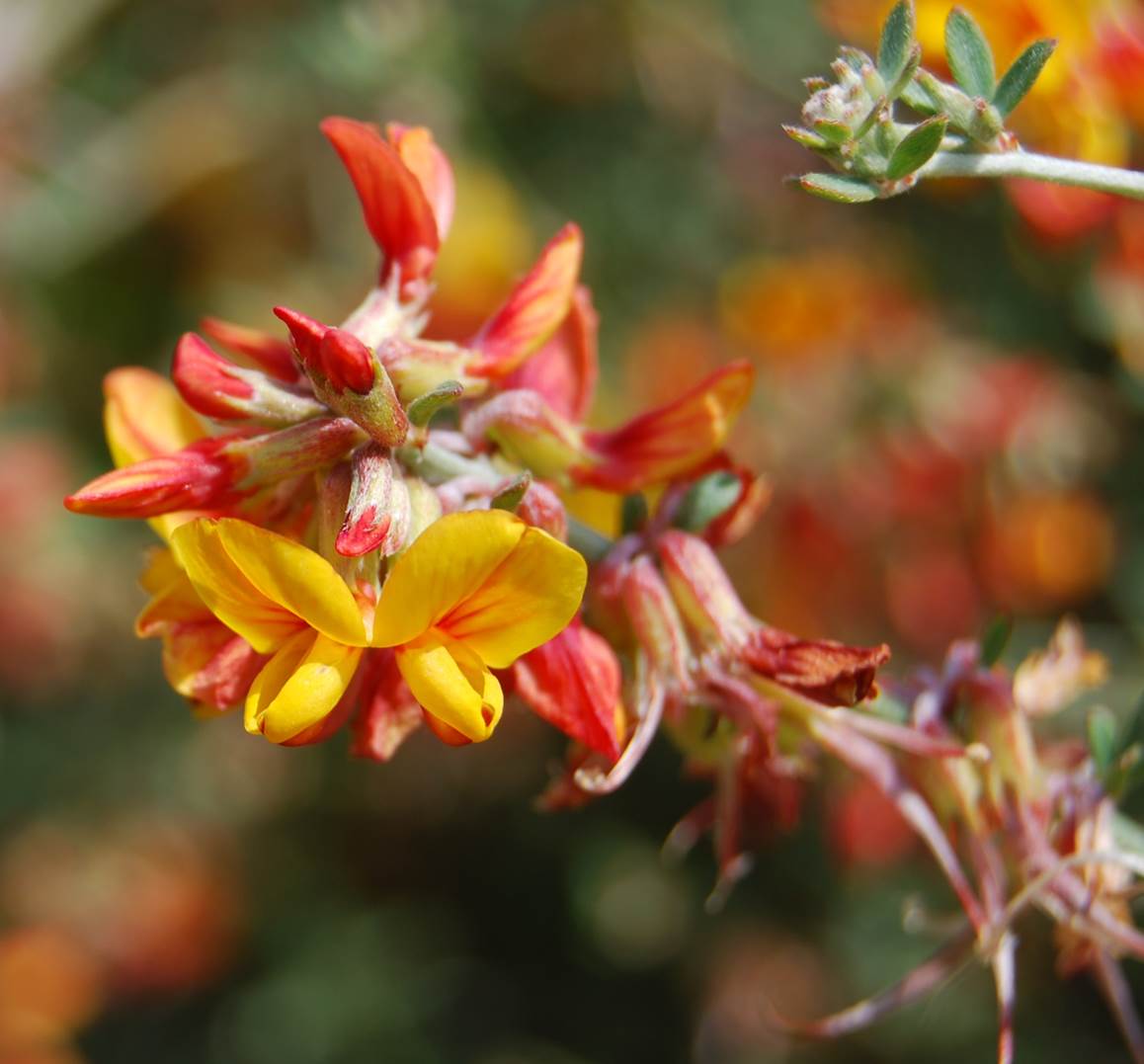acmispon-glaber-19apr2008-2