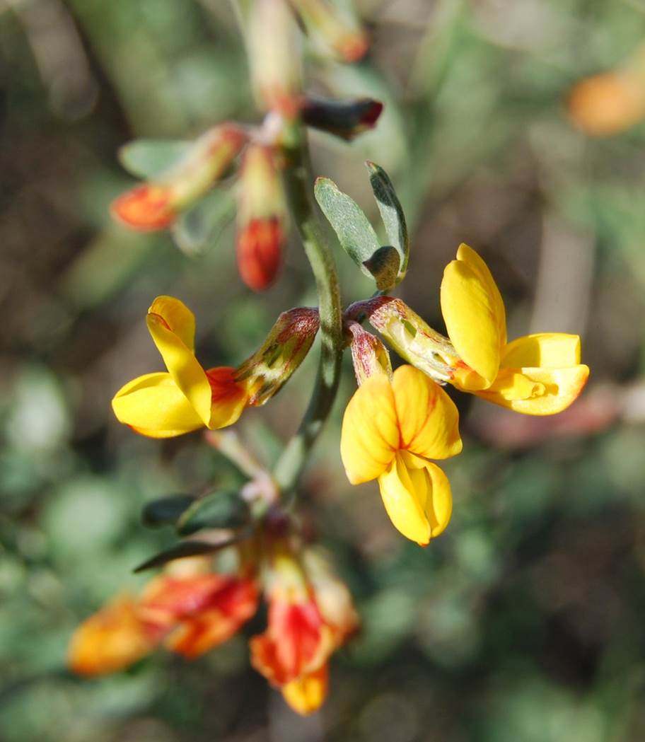 acmispon-glaber-22feb2013-3