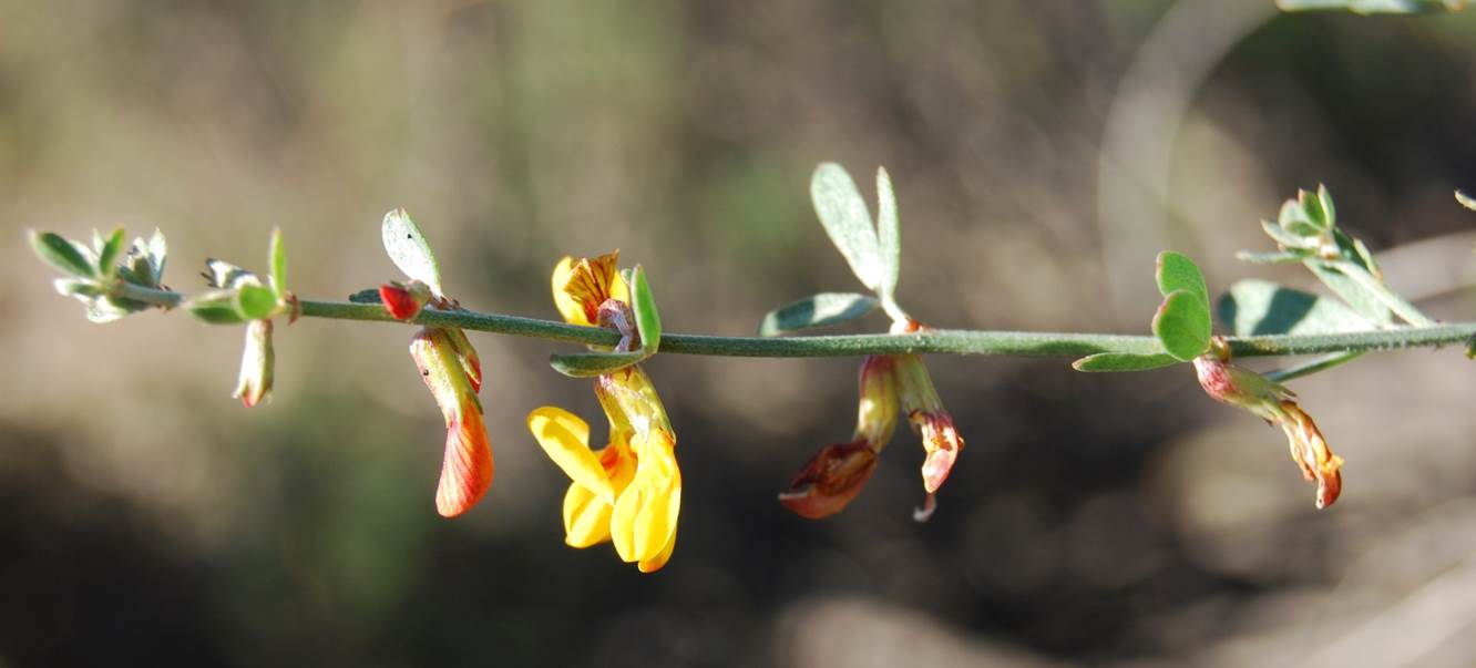 acmispon-glaber-22feb2013-4
