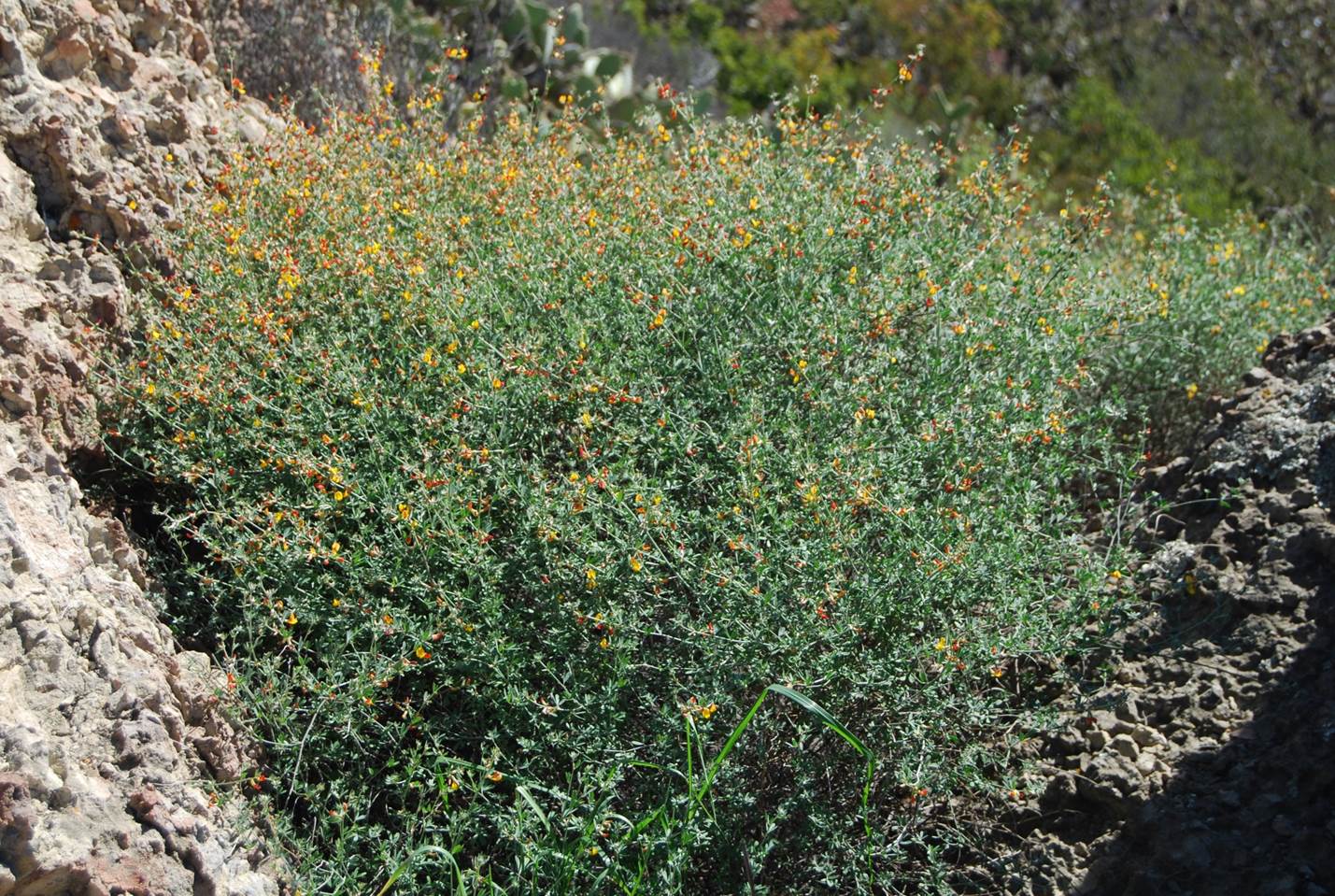 acmispon-glaber-27feb2013-1