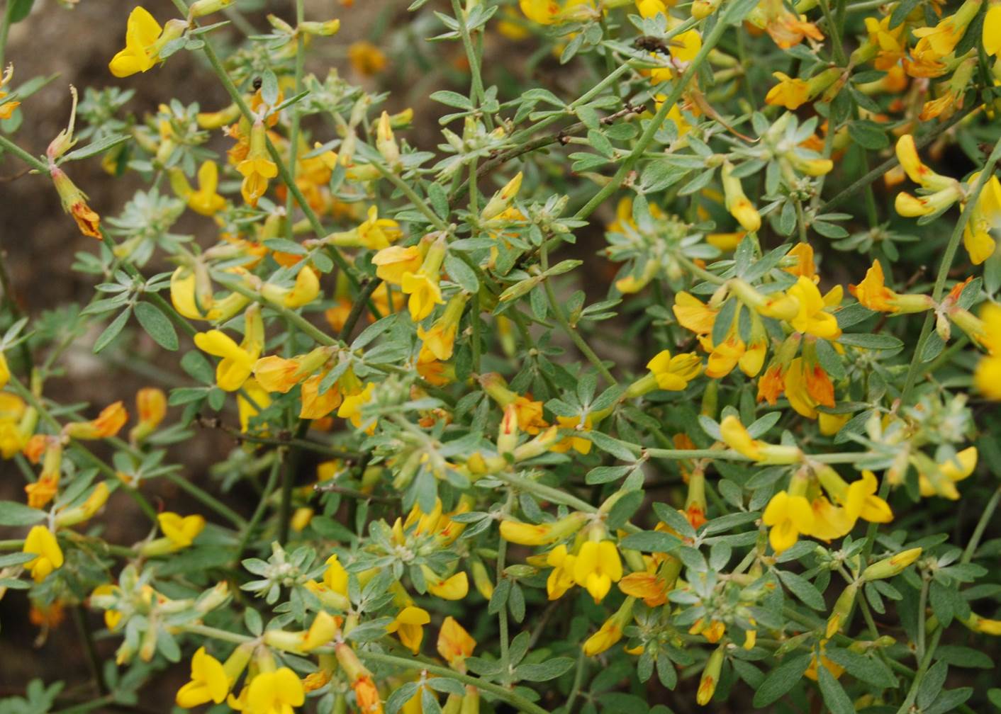 acmispon-glaber-5mar2013-4