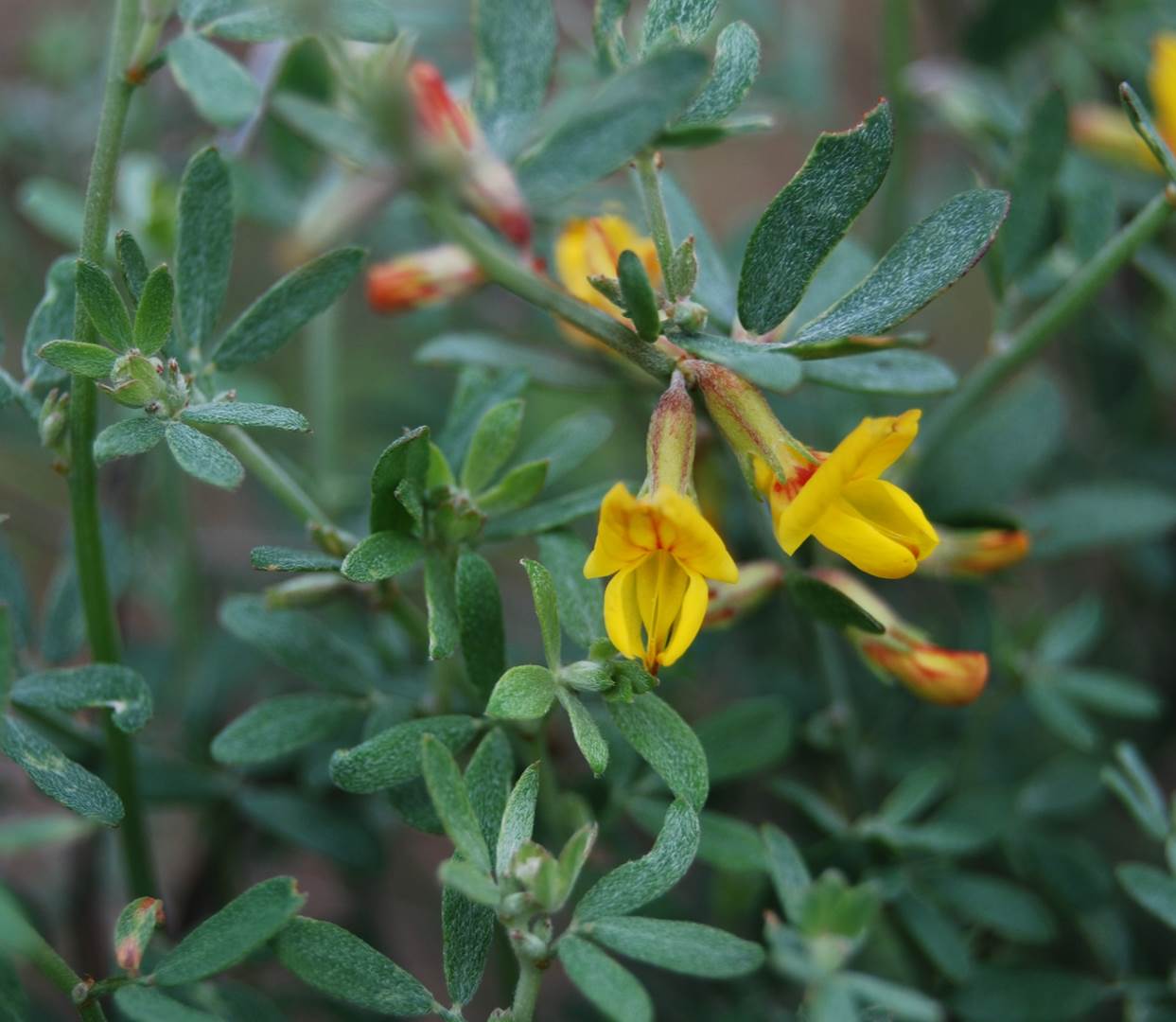 acmispon-glaber-7feb2013-1