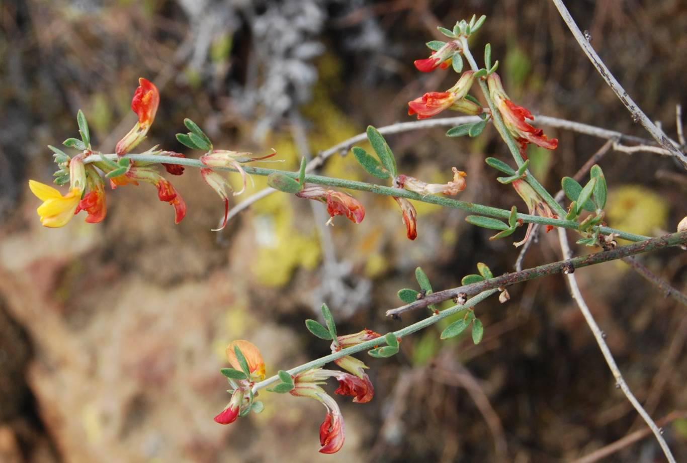 acmispon-glaber-7mar2013-2