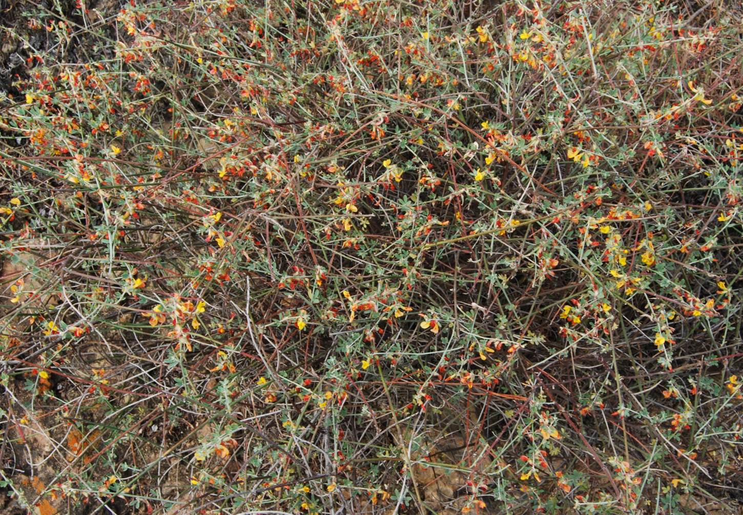 acmispon-glaber-7mar2013-3