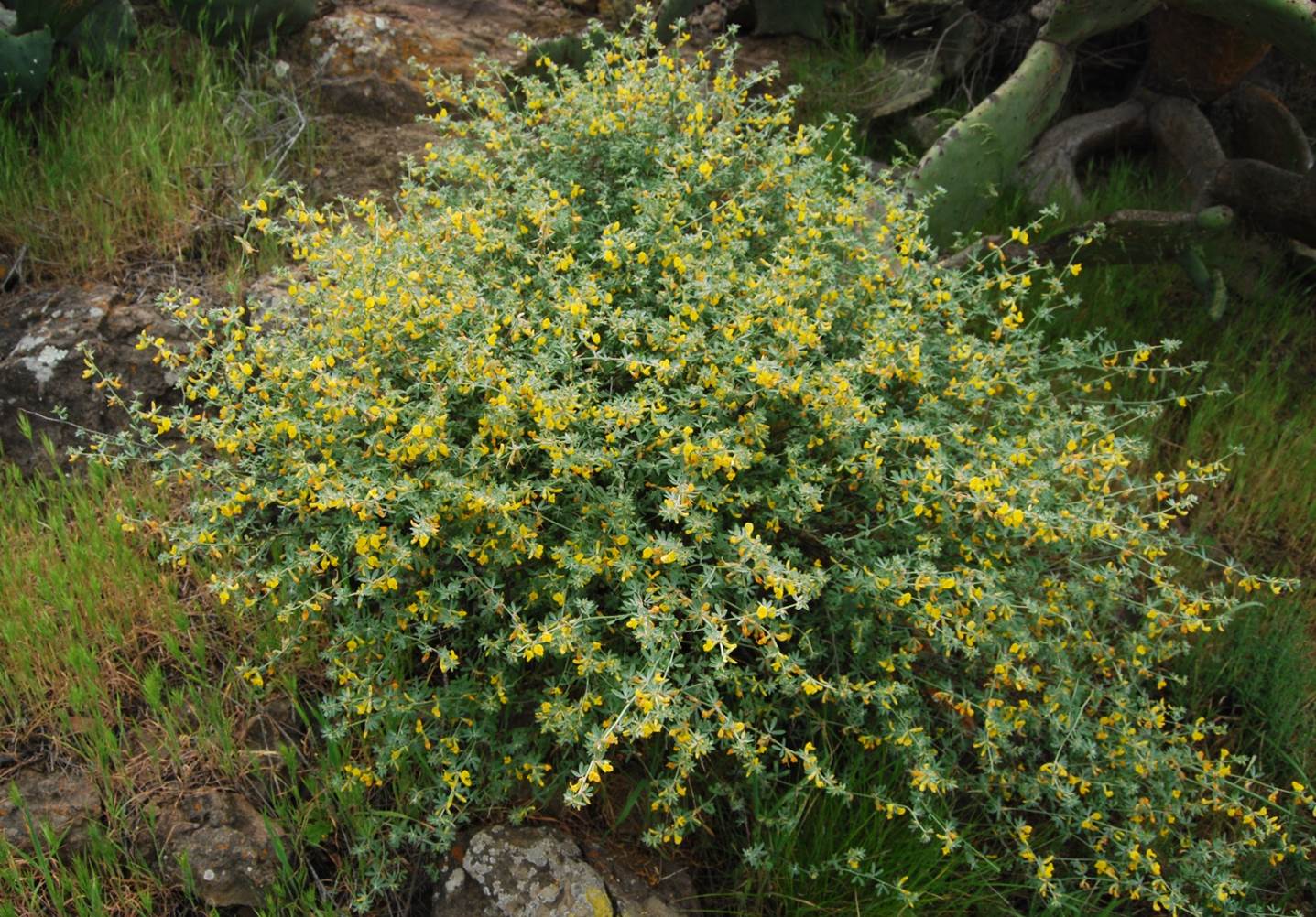 acmispon-glaber-7mar2013-4