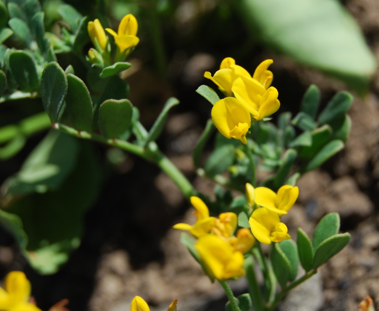 acmispon-maritima-14may2014-9