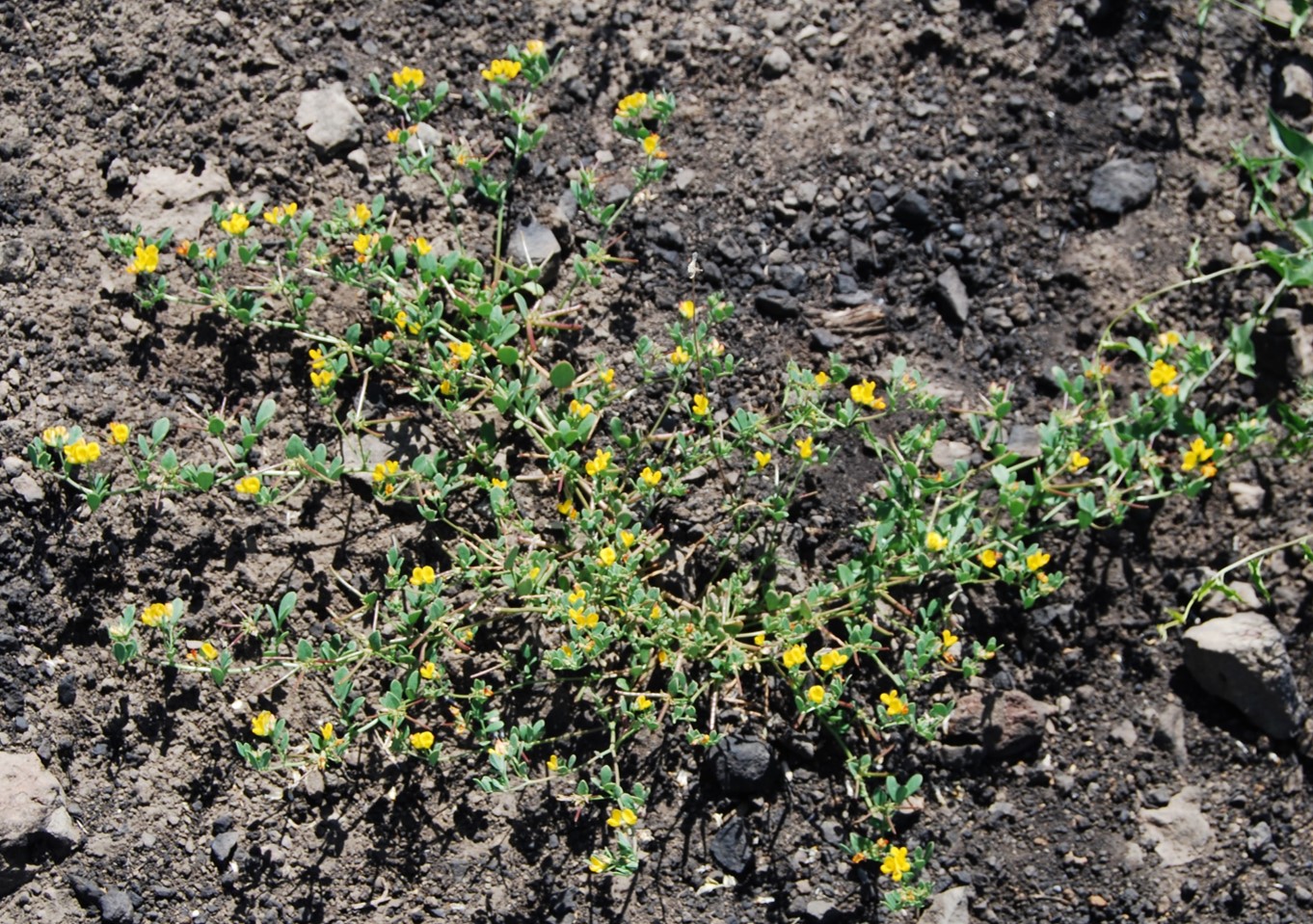 acmispon-maritima-20may2014-1