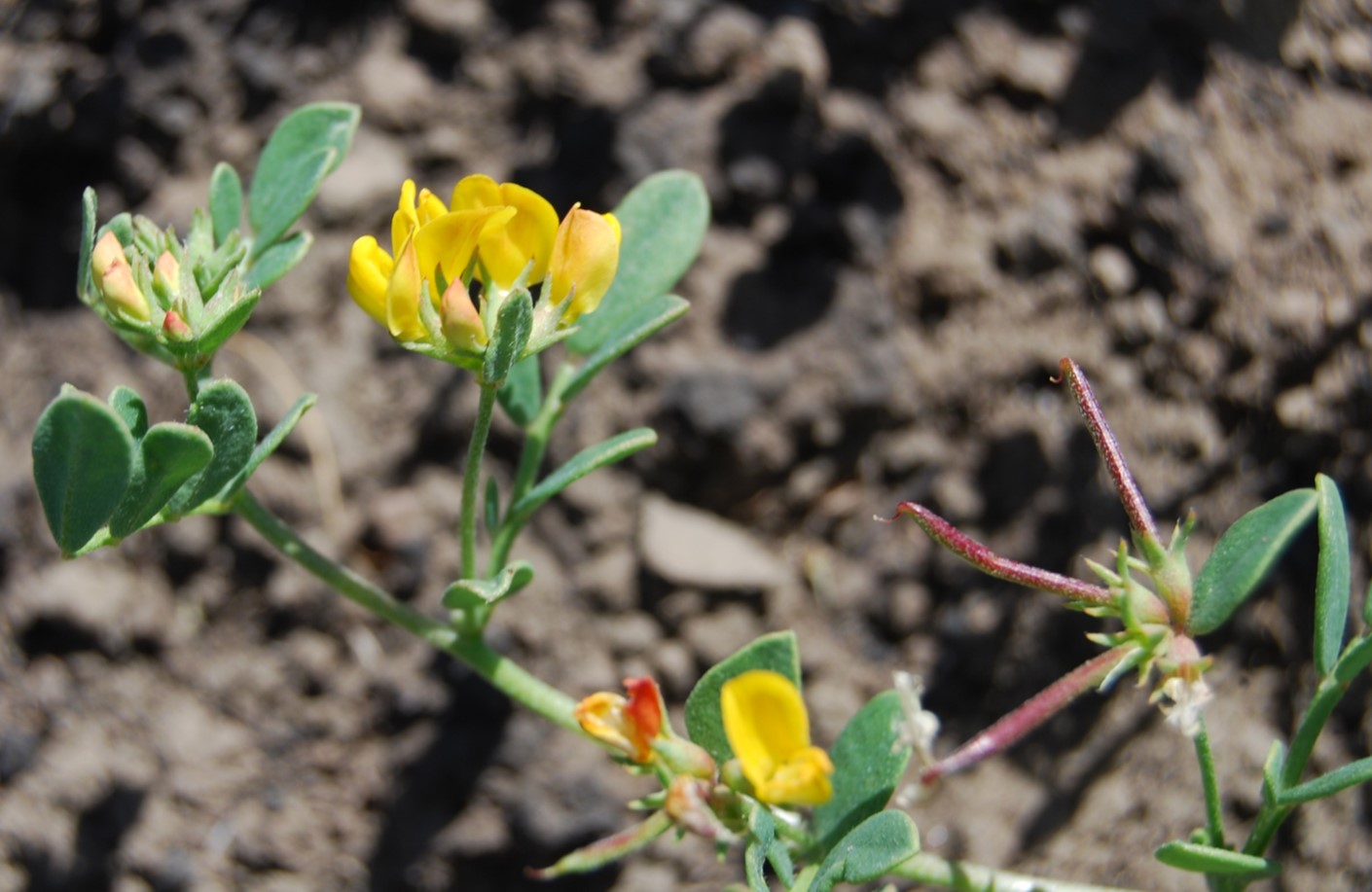 acmispon-maritima-20may2014-11