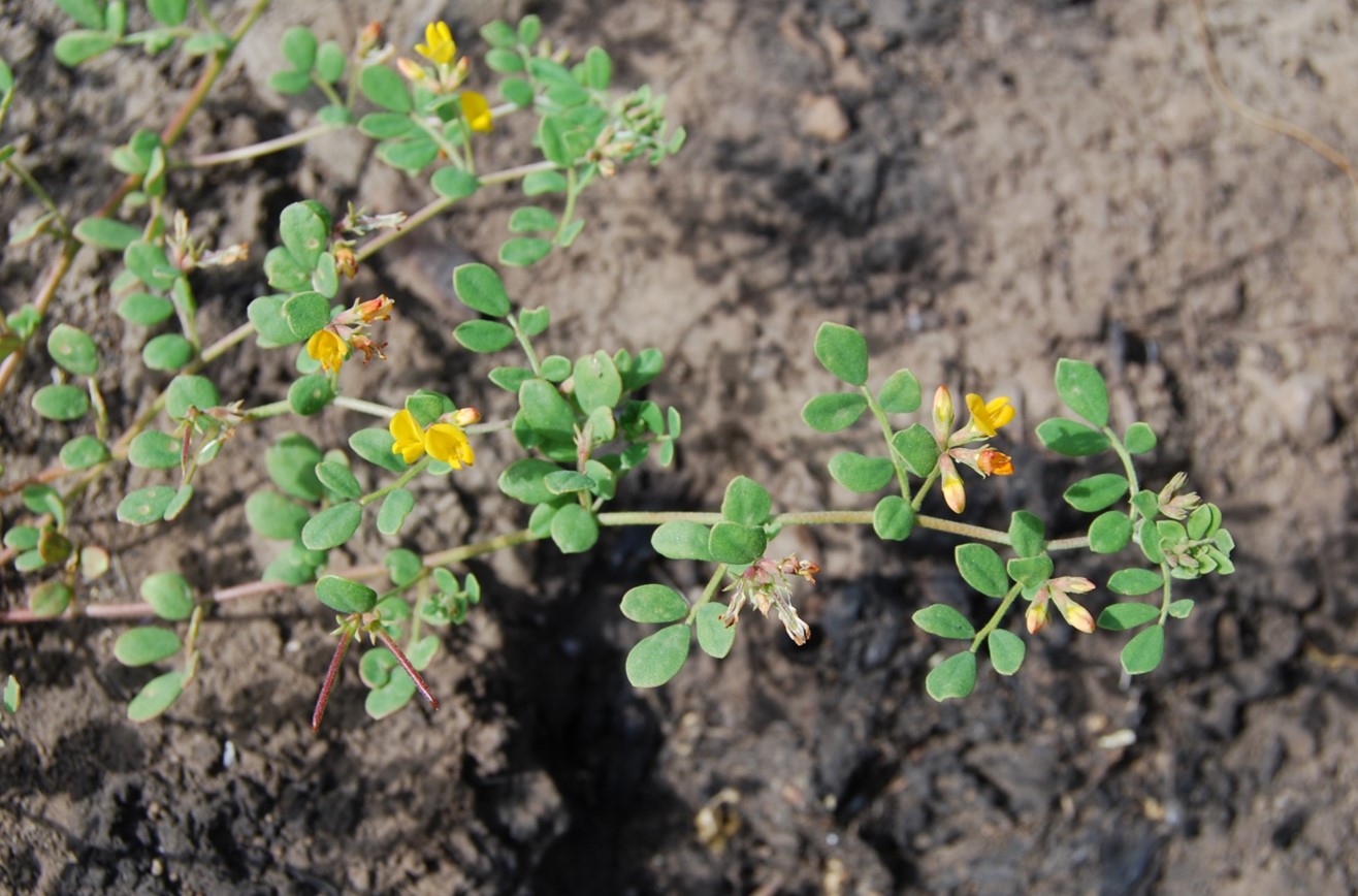 acmispon-maritima-20may2014-13