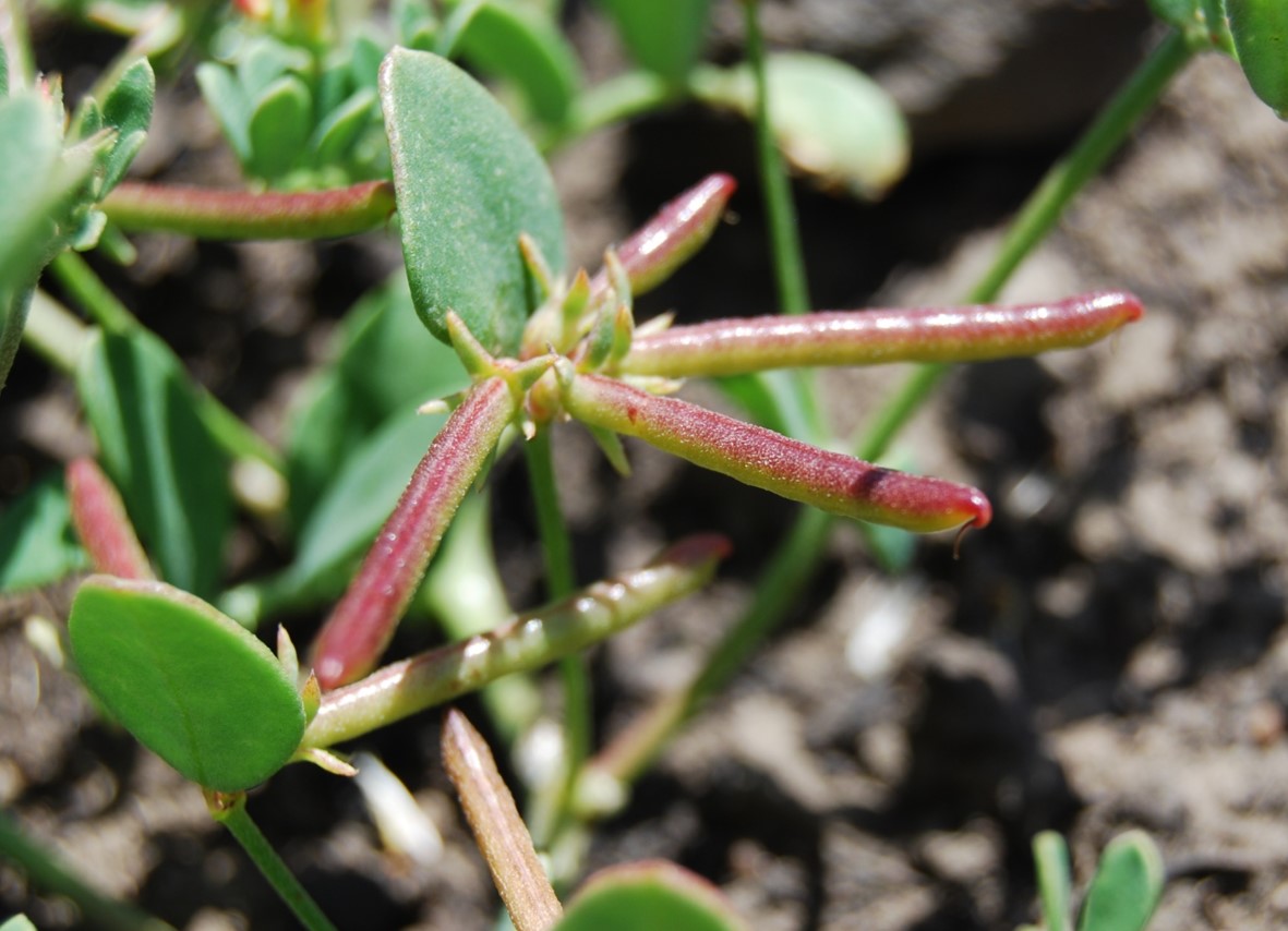 acmispon-maritima-20may2014-5