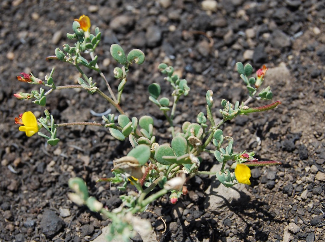 acmispon-maritima-23may2014-3