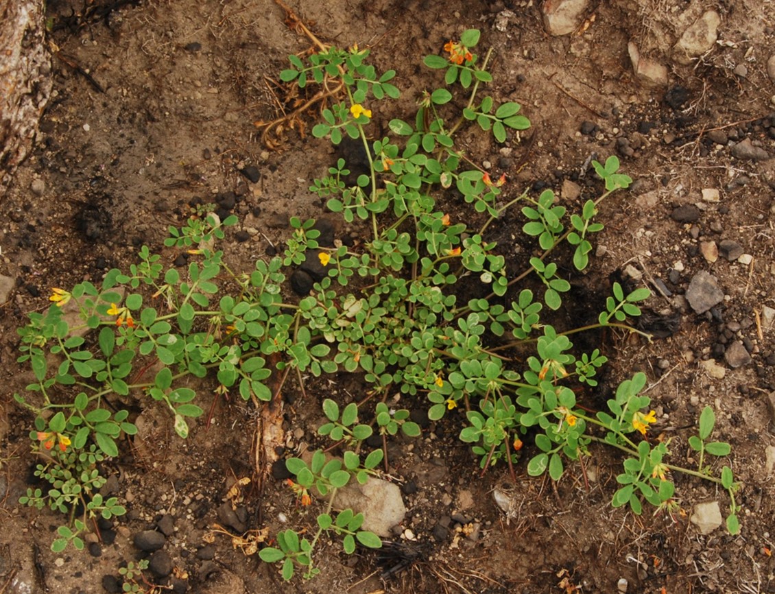 acmispon-maritima-9june2014-4