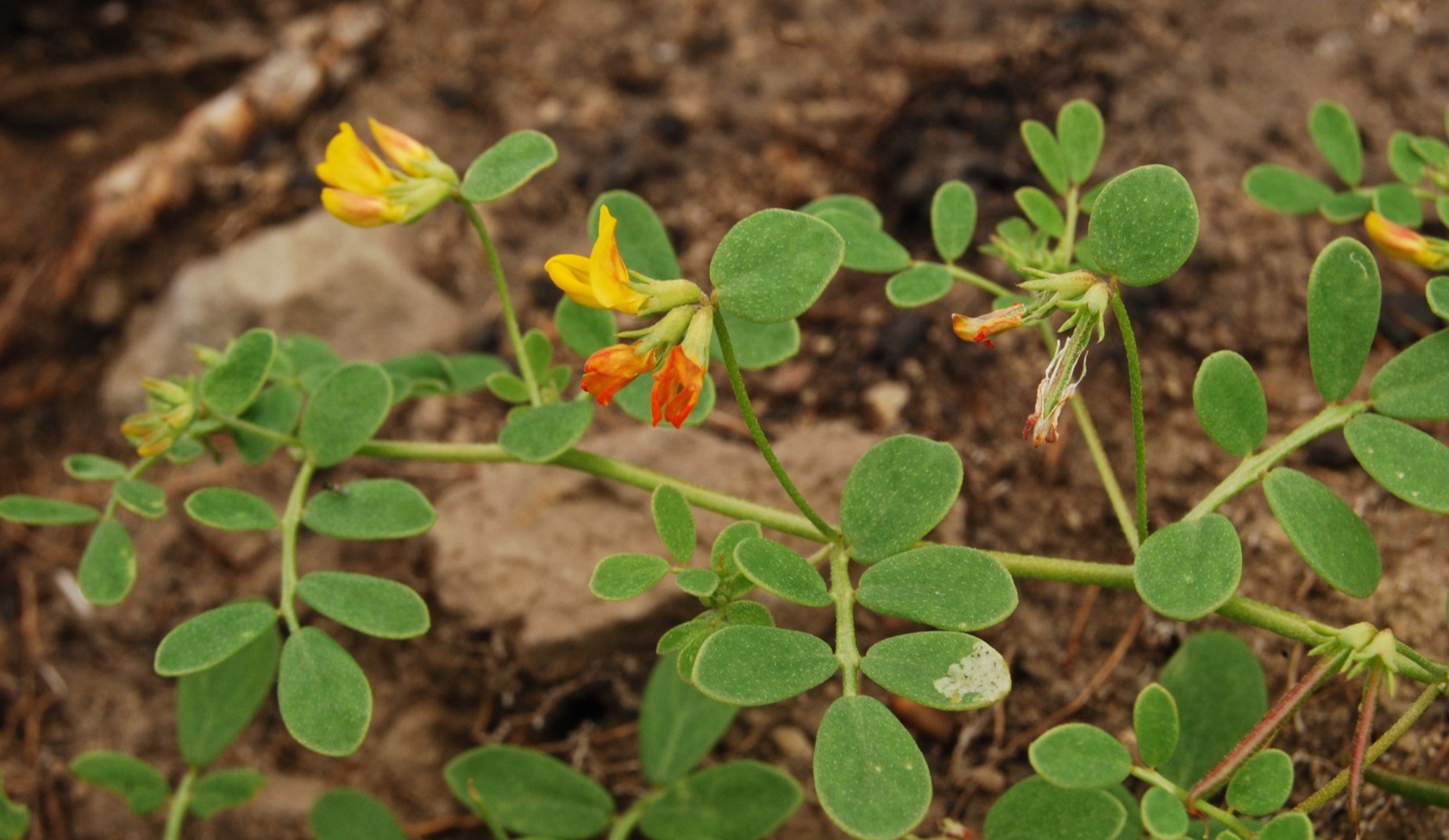 acmispon-maritima-9june2014-5