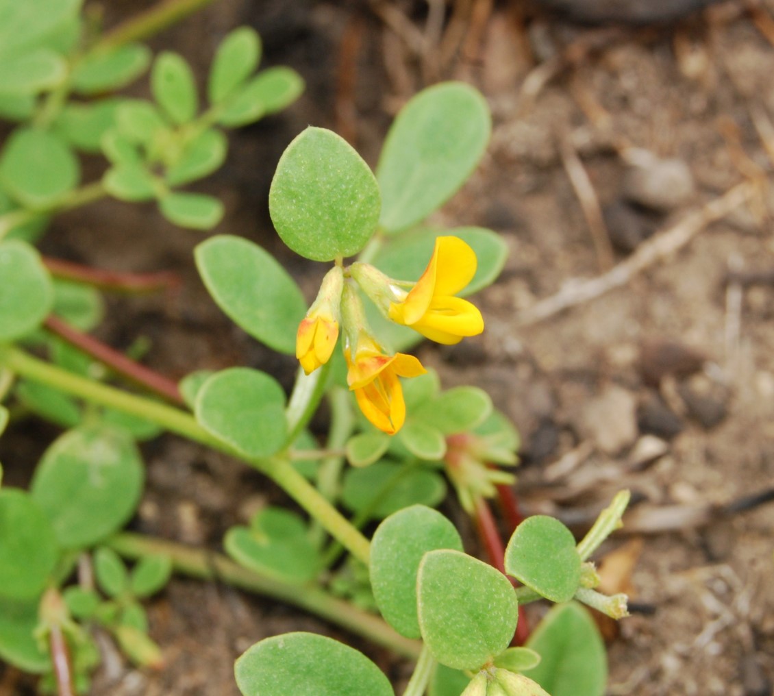 acmispon-maritima-9june2014-6
