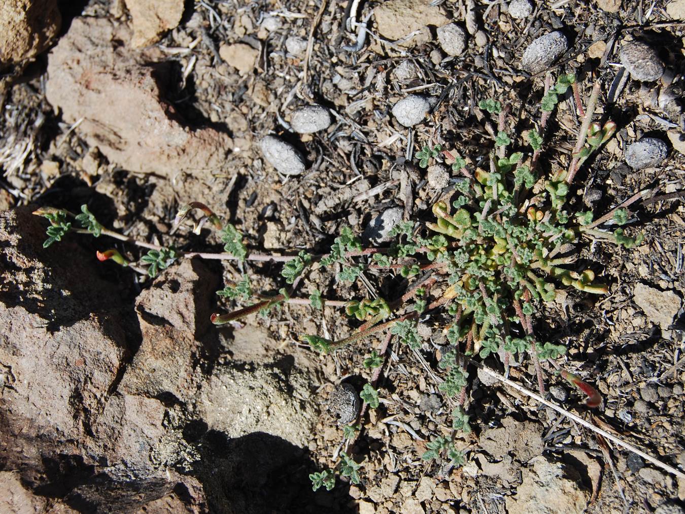 acmispon-strigosus-12may2014-6 acmispon-strigosus-12may2014-6