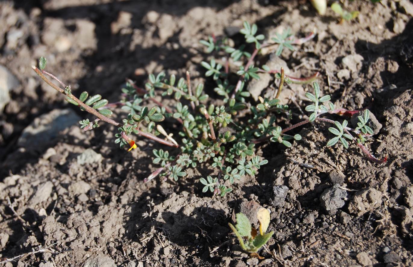 acmispon-strigosus-20may2014-1 acmispon-strigosus-20may2014-1