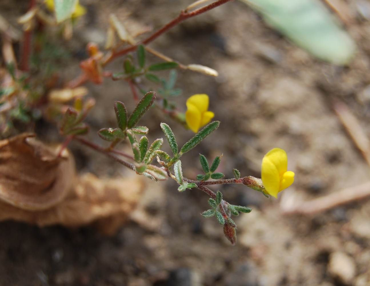 acmispon-strigosus-29may2014-1 acmispon-strigosus-29may2014-1