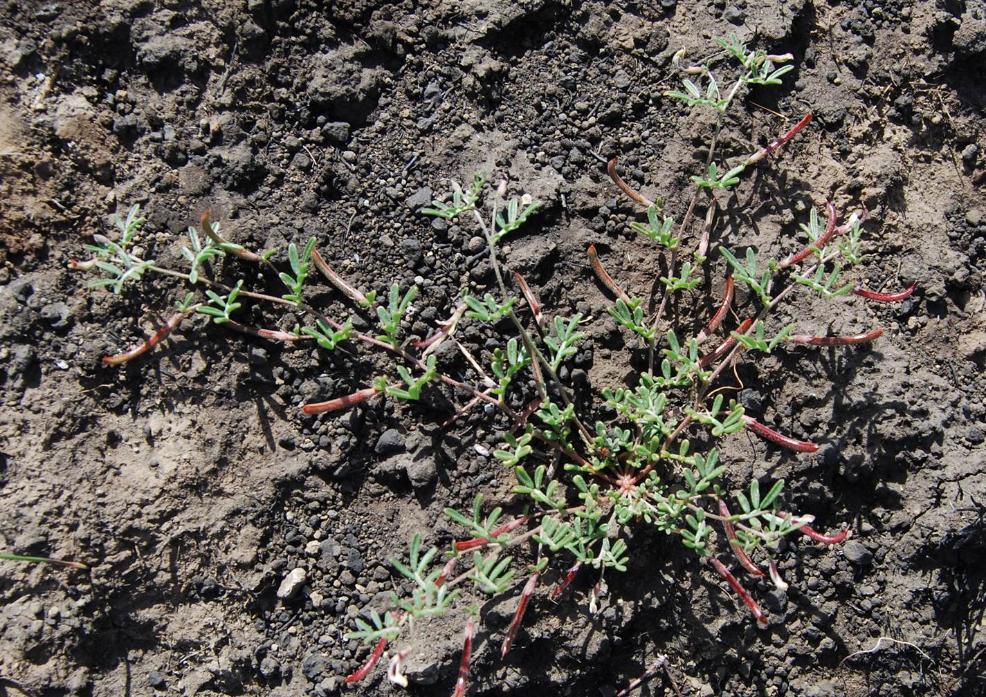 acmispon-strigosus-4may2014-1 acmispon-strigosus-4may2014-1