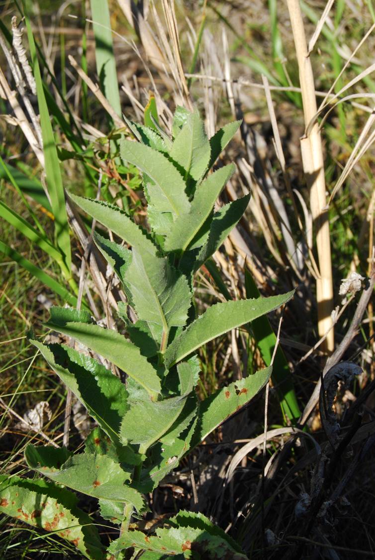 acourtiamicrocephala-10apr2013