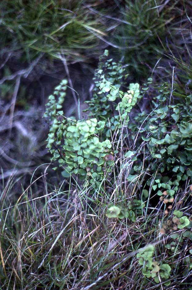 adiantum-25may2004