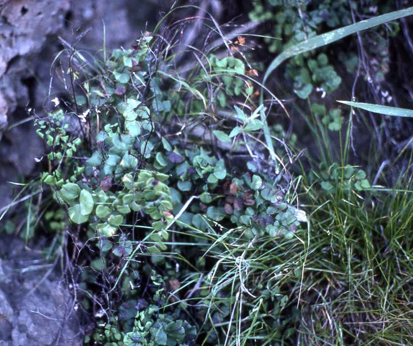 adiantum-jordani-25may2004
