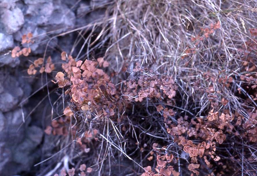 adiantum-jordani