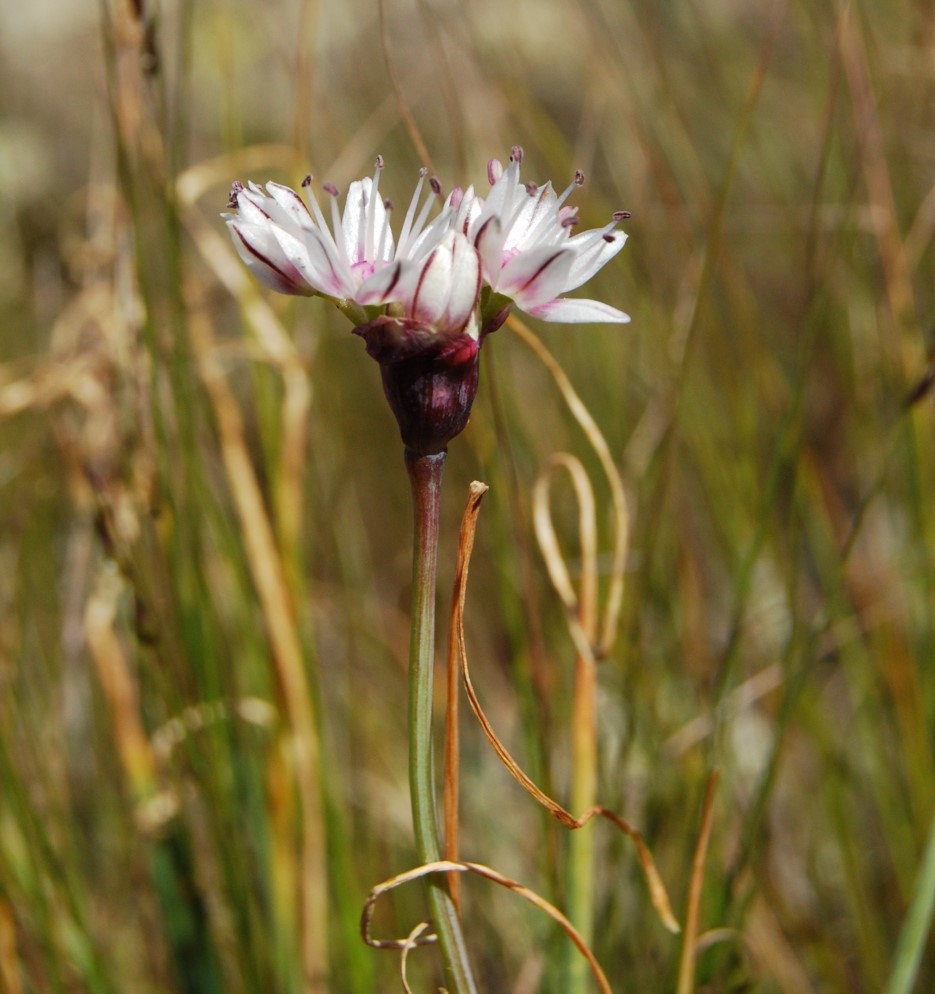 allium-haemotochiton-11apr2013-13