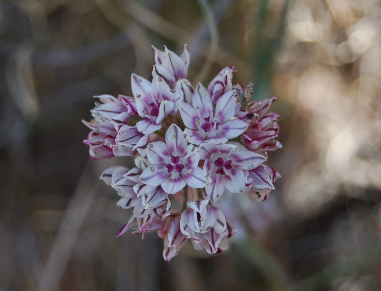 allium-haemotochiton-11apr2013-150