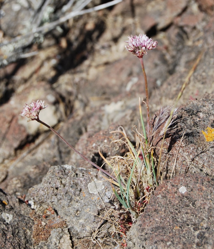 allium-haemotochiton-11apr2013-40