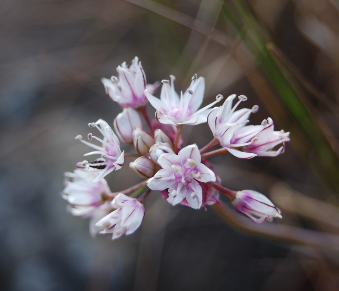 allium-haemotochiton-12apr2013-15