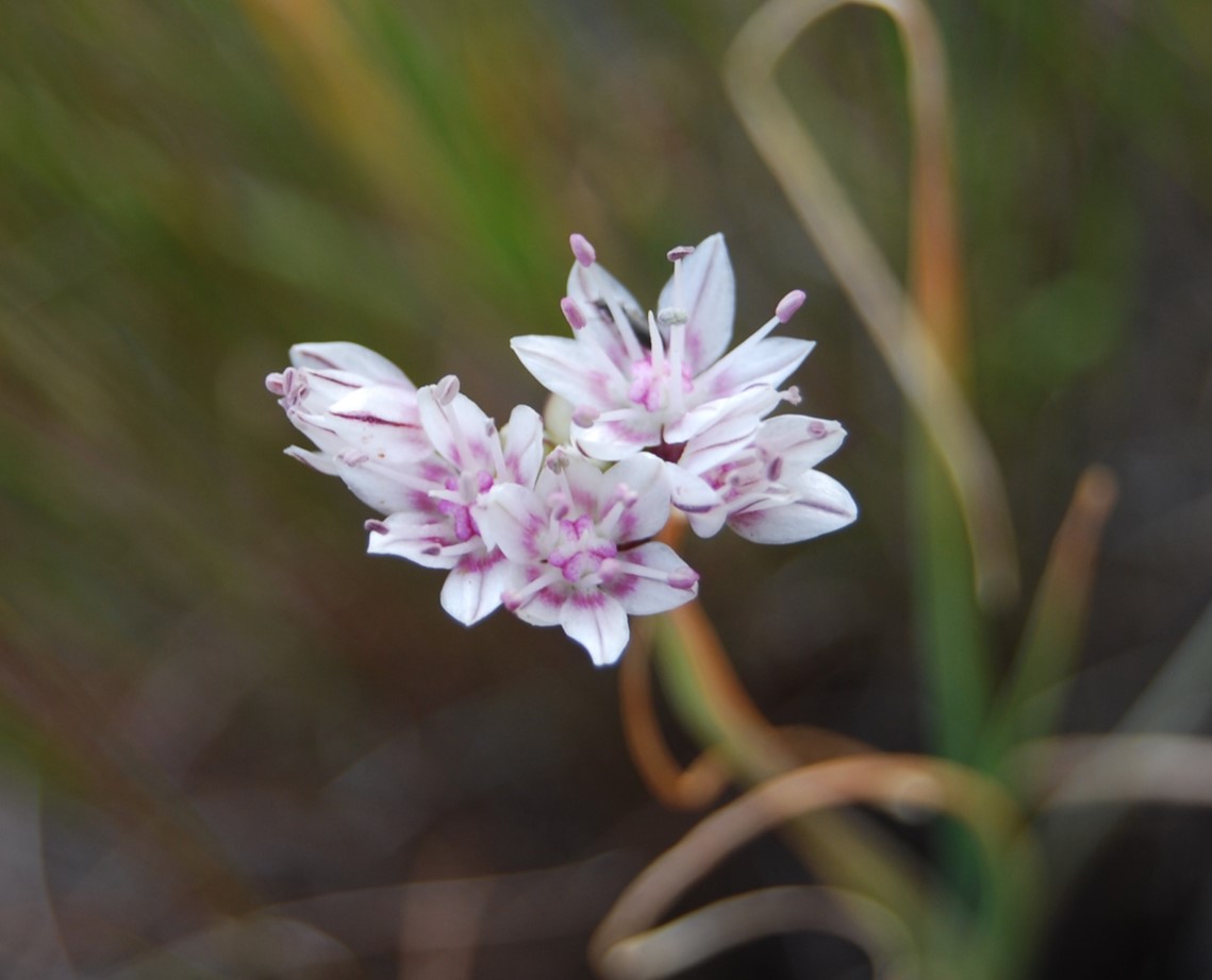 allium-haemotochiton-12apr2013-2