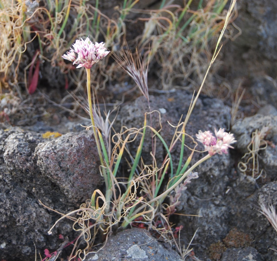 allium-haemotochiton-12apr2013-38
