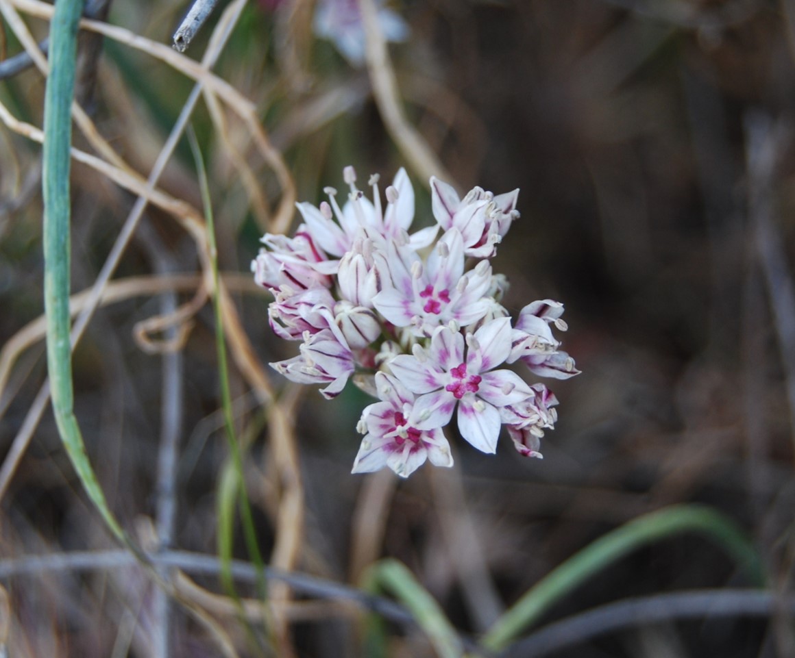 allium-haemotochiton-12apr2013-39