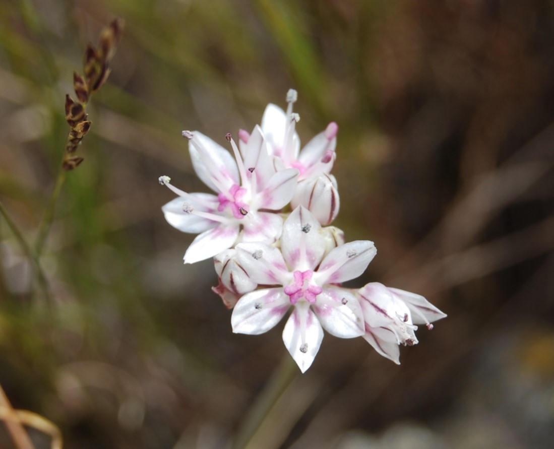allium-haemotochiton-15apr2013-12
