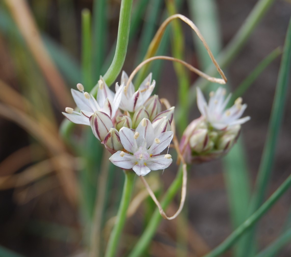 allium-haemotochiton-18mar2015-16