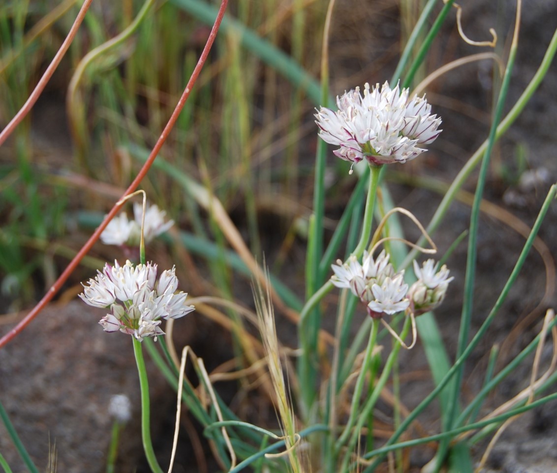 allium-haemotochiton-18mar2015-22