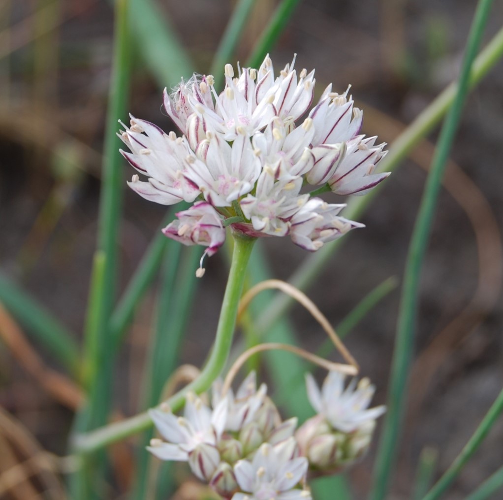 allium-haemotochiton-18mar2015-6