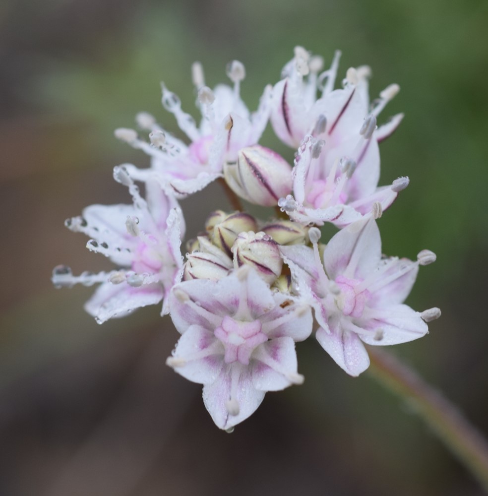 allium-haemotochiton-20mar2016-19