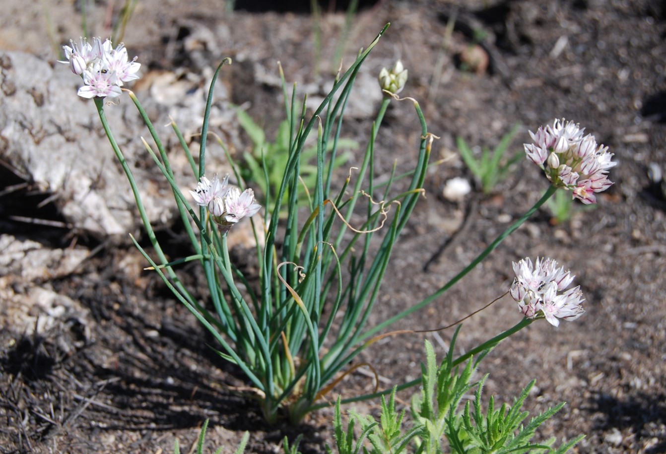 allium-haemotochiton-26arp2014-1