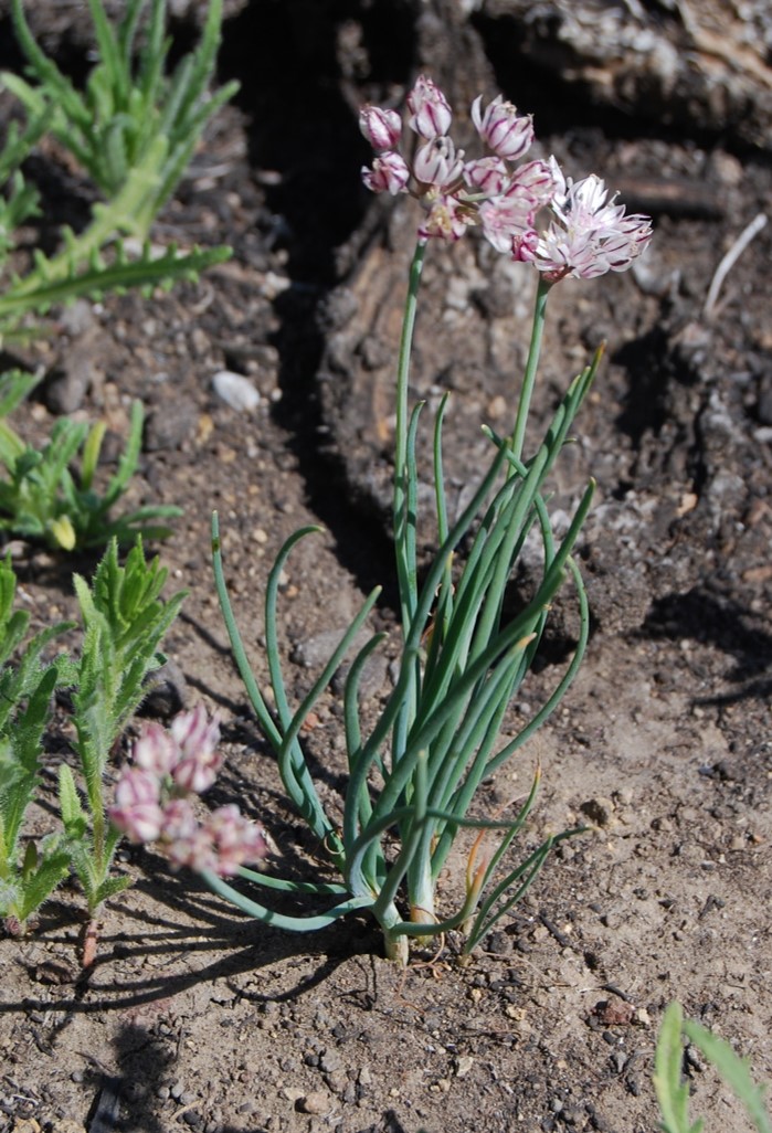 allium-haemotochiton-26arp2014-3