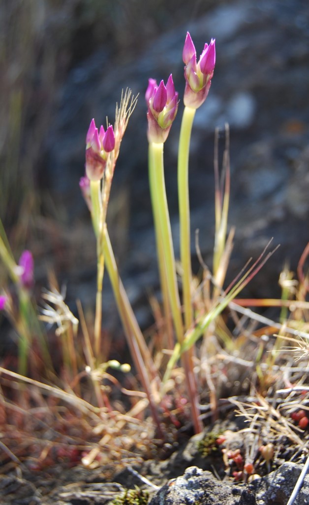 allium-peninsulare-10apr2013-3
