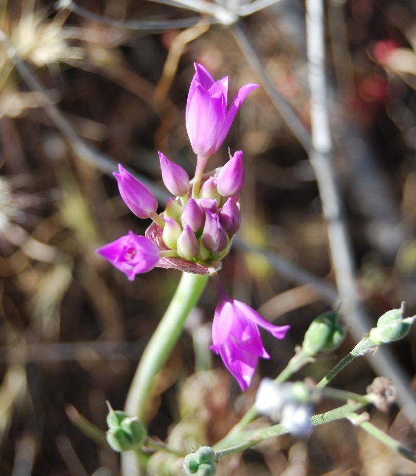 allium-peninsulare-10apr2013-6