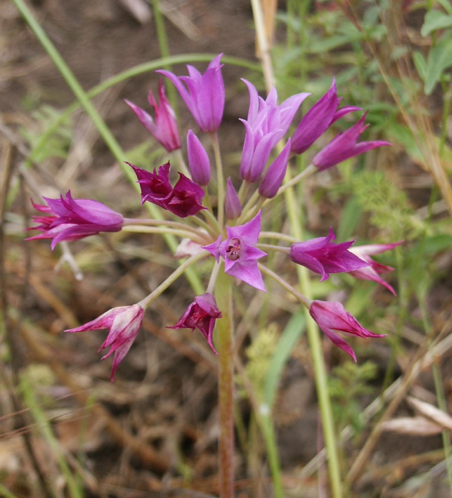 allium-peninsulare-12may2006-3