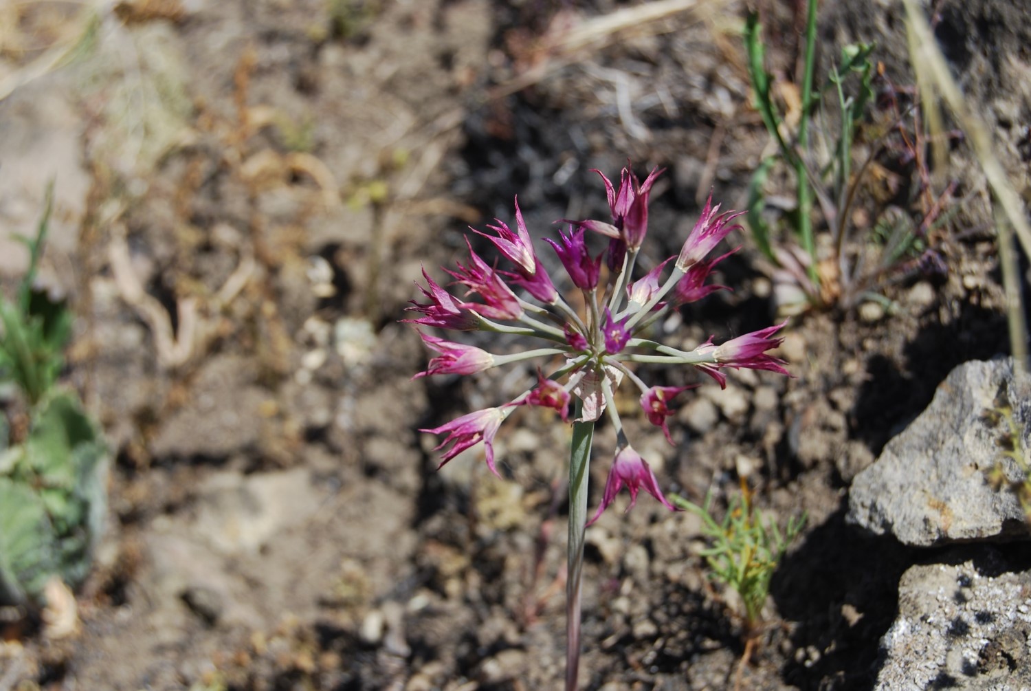 allium-peninsulare-12may2014-6