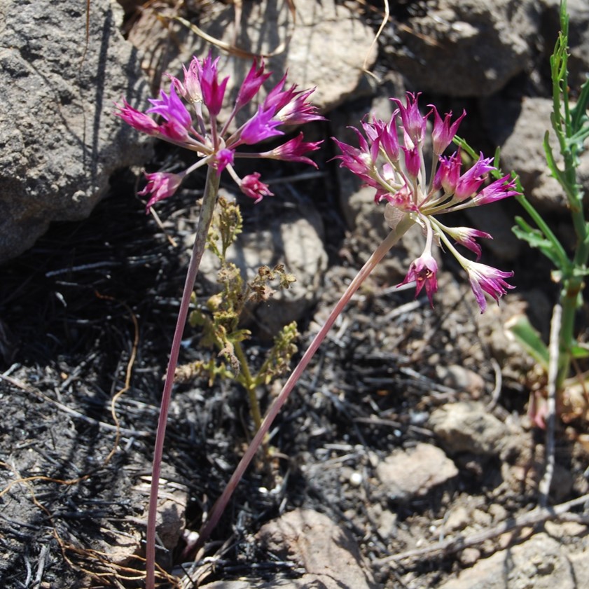allium-peninsulare-12may2014-7